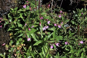 Epilobium alsinifolium (3) (1200 x 800)